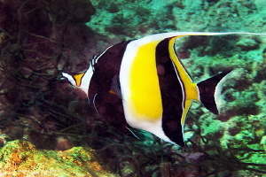Moorish Idol/Photographed with a Canon 60 mm macro lens a... by Laurie Slawson 